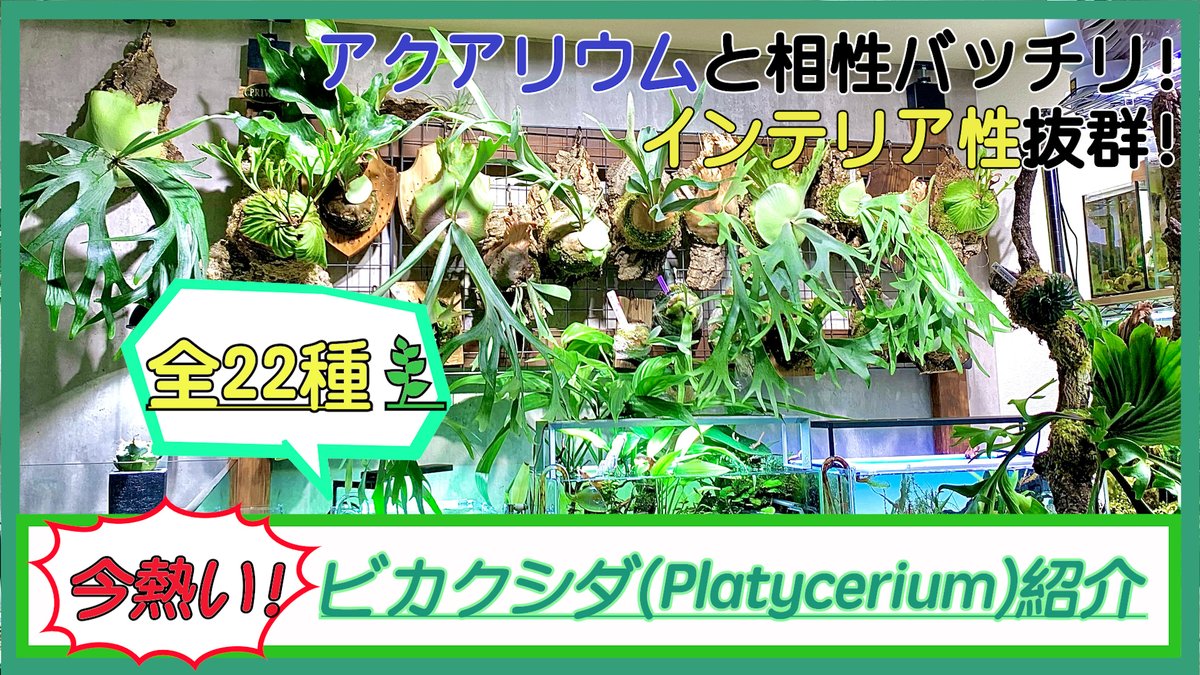 tougyokasou's tweet photo. 動画投稿しました！
今回は要望の多かった我が家の全22種のビカクシダ紹介です！
少し長いですが、1株1株しっかり紹介していますのでぜひご覧ください💁🏻‍♂️

【ビカクシダ】我が家のビカクシダ22種を全て紹介します！！！Introduce my Platycerium

動画⏩https://t.co/jmIeSxhJbD https://t.co/hLdlQy9uSy