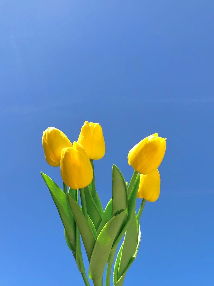 Tulip_CK's tweet photo. main. https://t.co/wKdjVsCjte