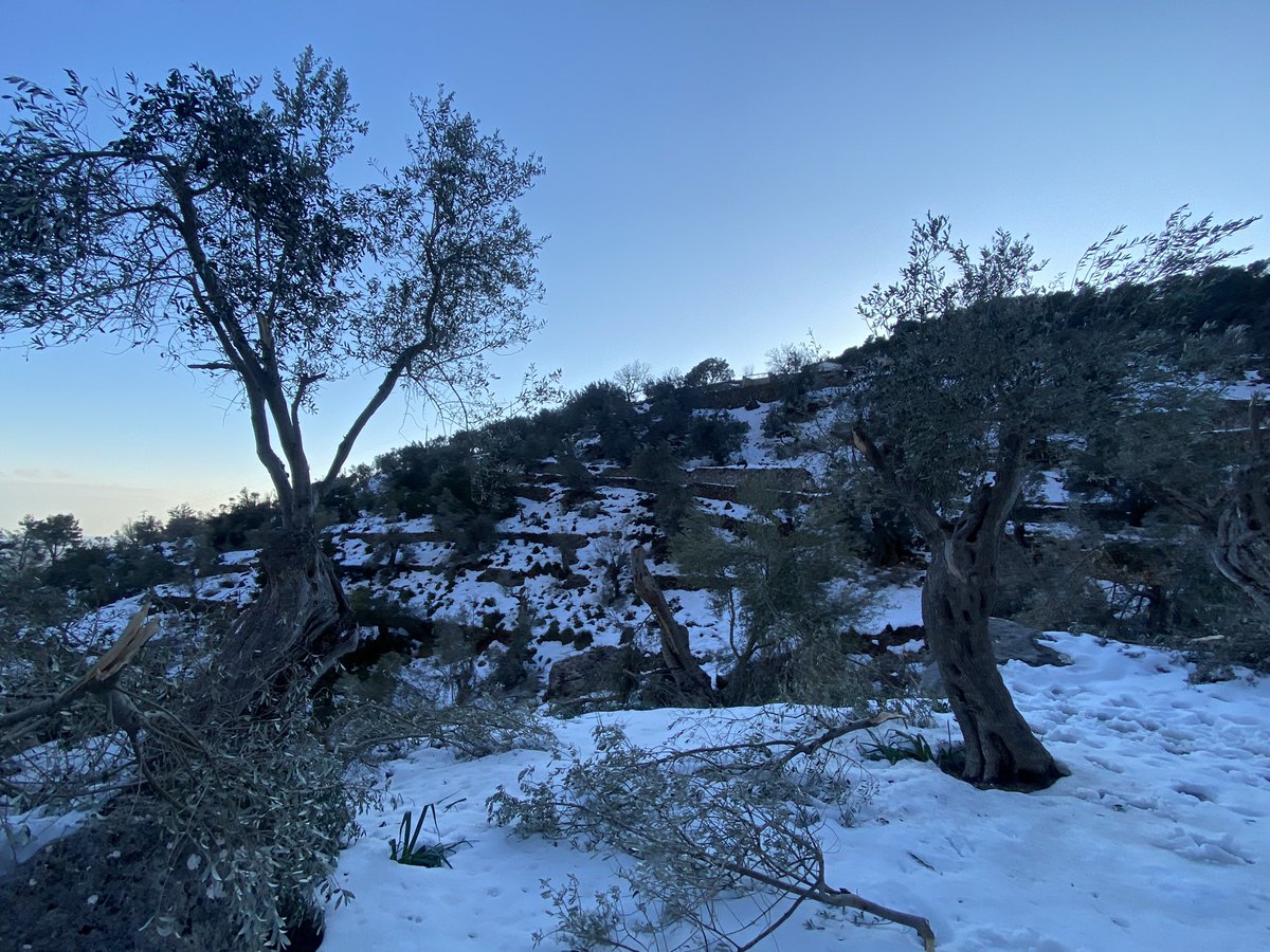 3404metros's tweet image. Intento de #mountainbike al Castell d’Alaró. No llevaba cadenas ⛓️ 😂. Nieve demasiado húmeda para progresar y pedalear #serratramuntana #mallorca @ElTiempoA3 @tiempobrasero