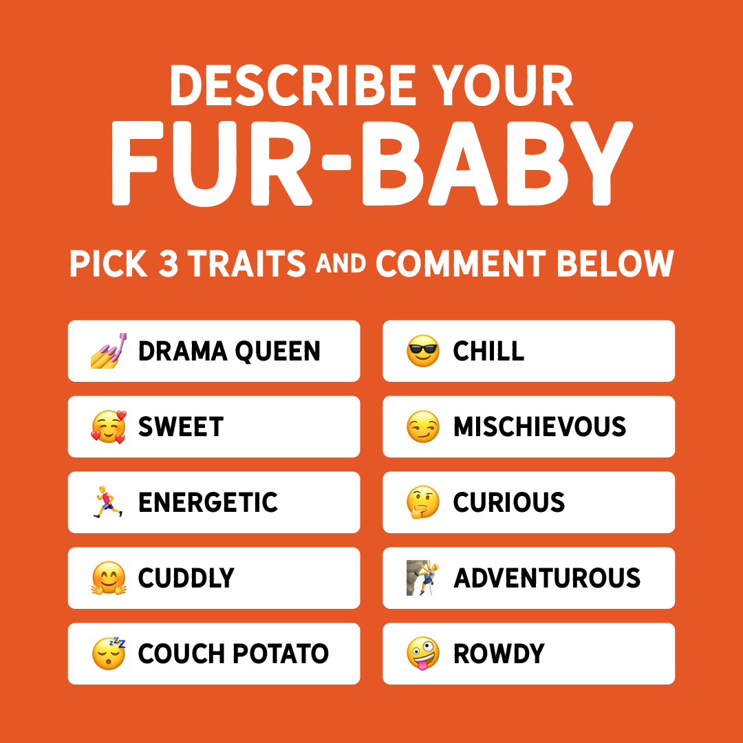 EvolvePetFood's tweet photo. How would you describe your fur baby?? Comment with emojis or let us know which ones we missed!
#EvolvePets #ChooseEvolve #FurBabyLove https://t.co/a77ELu3XX9
