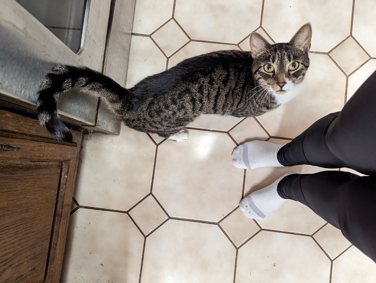 gameosicats's tweet photo. Can I have some egg?
Yum.
More please! https://t.co/ODWxRFmywx
