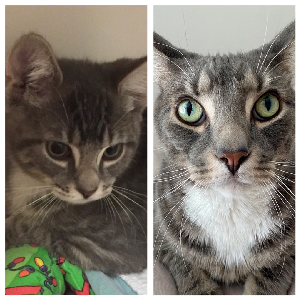 RoccoTheTiger's tweet photo. I was a rescue cat from @ASPCA. Happy International Rescue Cat Day! ❤️🐱 #AdoptDontShop #aspca https://t.co/9Nxz2Kx6Zf