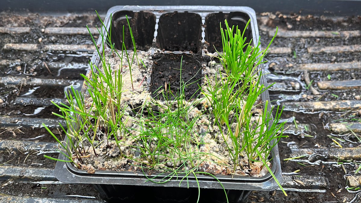 Just a little work under microscope… Identifying grass species from the bag! From top to bottom: prg,ff,kbg,supina… Measurements are in metric mm… second picture is 4WAS…