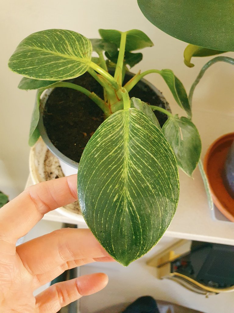 New plant babies, whilst everything burns around us
🙃
#PlantBabies #Houseplants #PlantMom