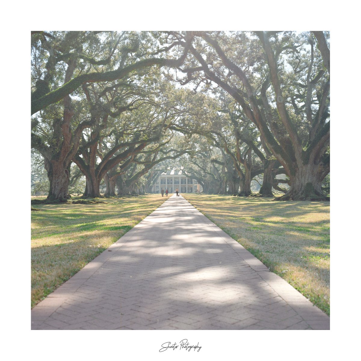 ShooterPics's tweet photo. Oak Alley Plantation, New Orleans, Louisiana.

Shot on a Hasselblad 503cx with Kodak Gold 200

#Louisiana #NewOrleans #Plantation #OakValleyPlantation  #USA #America  #KodakFilm  #KodakGold200 #Hasselblad #120Film #MeduimFormat #6x6 #6x6Film #AnalogPhotography #FilmPhotography https://t.co/ccCWybgIi3
