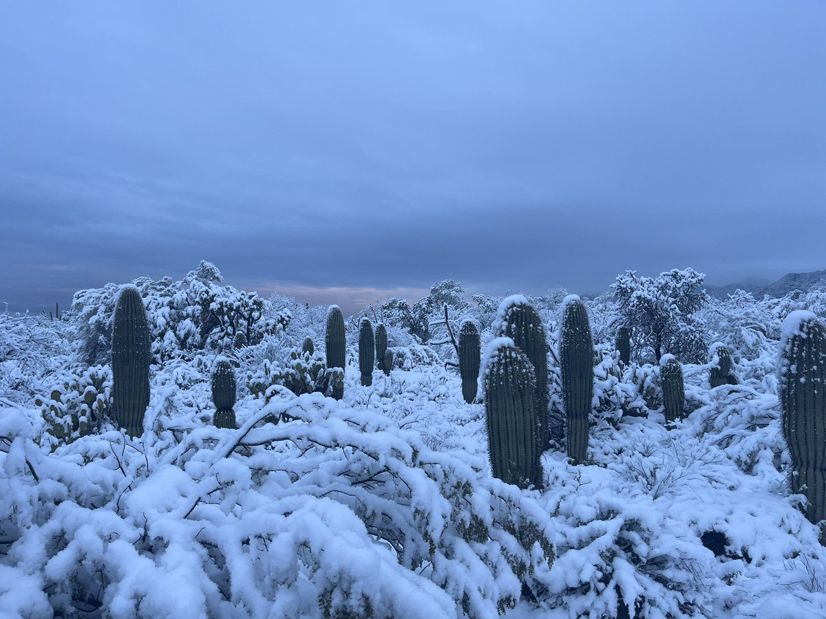 ___koby___'s tweet photo. Some cool pics I took of Snow in Tucson, AZ. Took these at the end of my street https://t.co/FxUt39NHuU