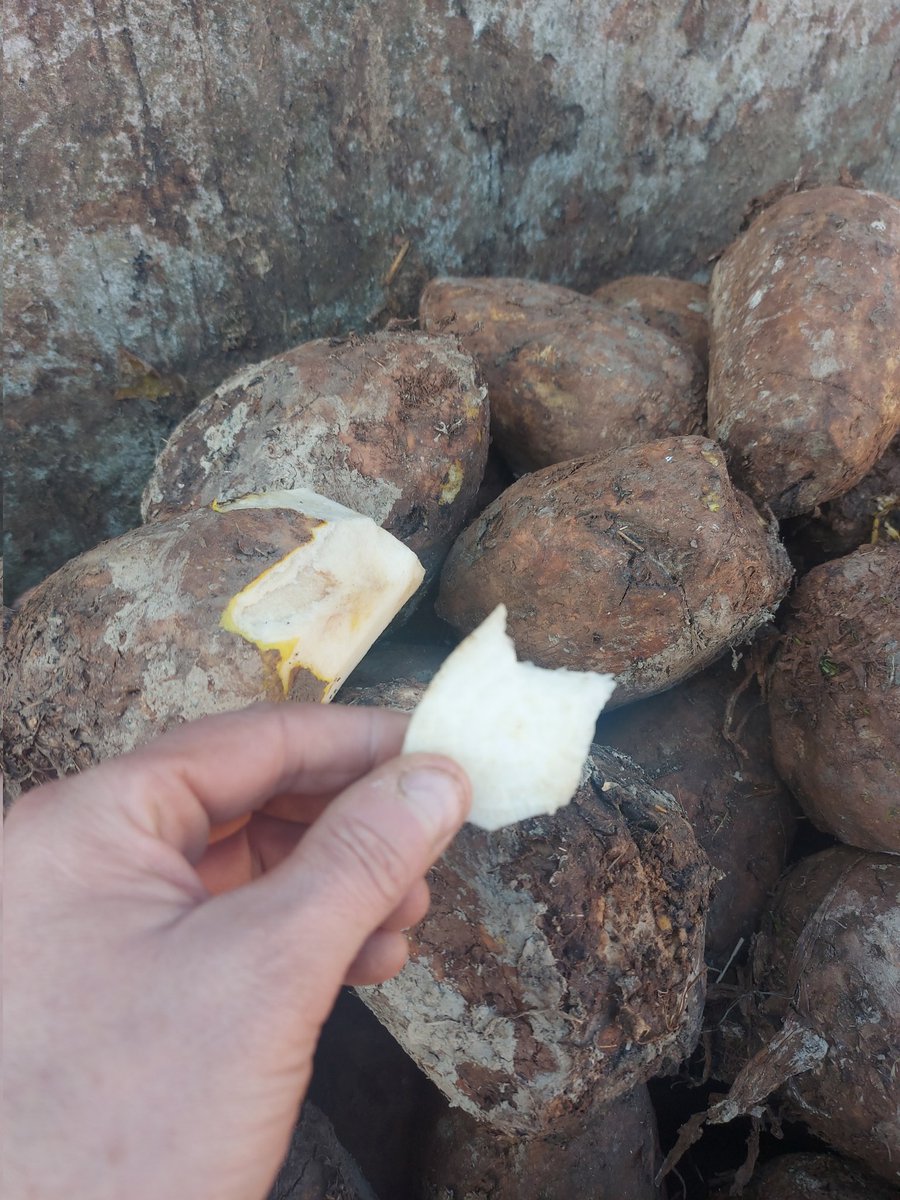 Moo4organic's tweet photo. #organic afternoon snack , if its good enough for cows its good enough for me! #fodderbeet @ofgorganic @omsco https://t.co/NeoLkNb1KI