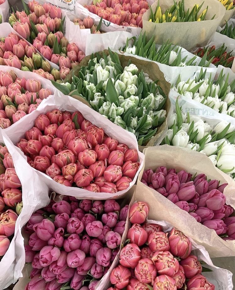 spring color flowers 💐