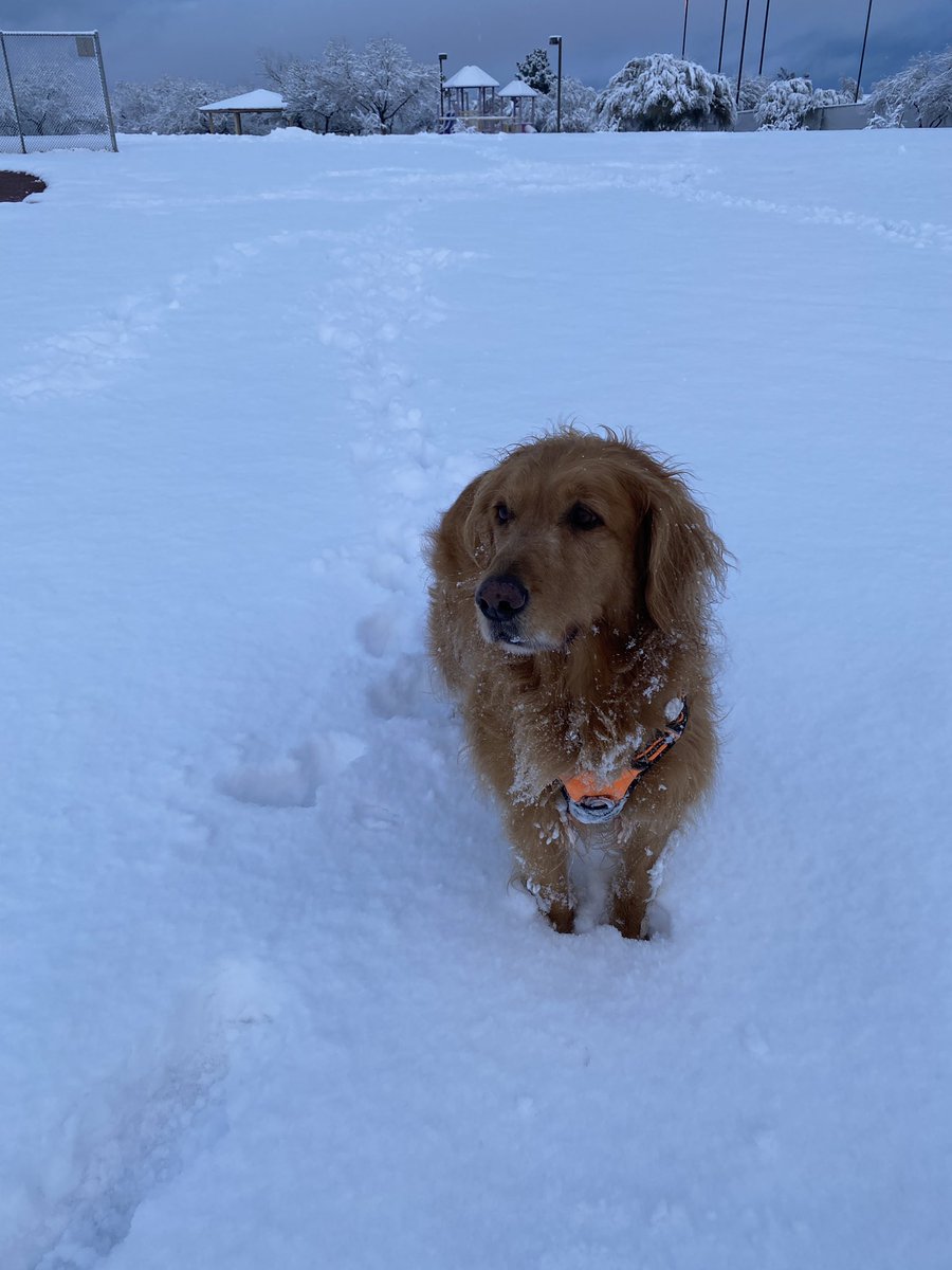 Magical morning of snow in Tucson! Get out and play and drive safely.