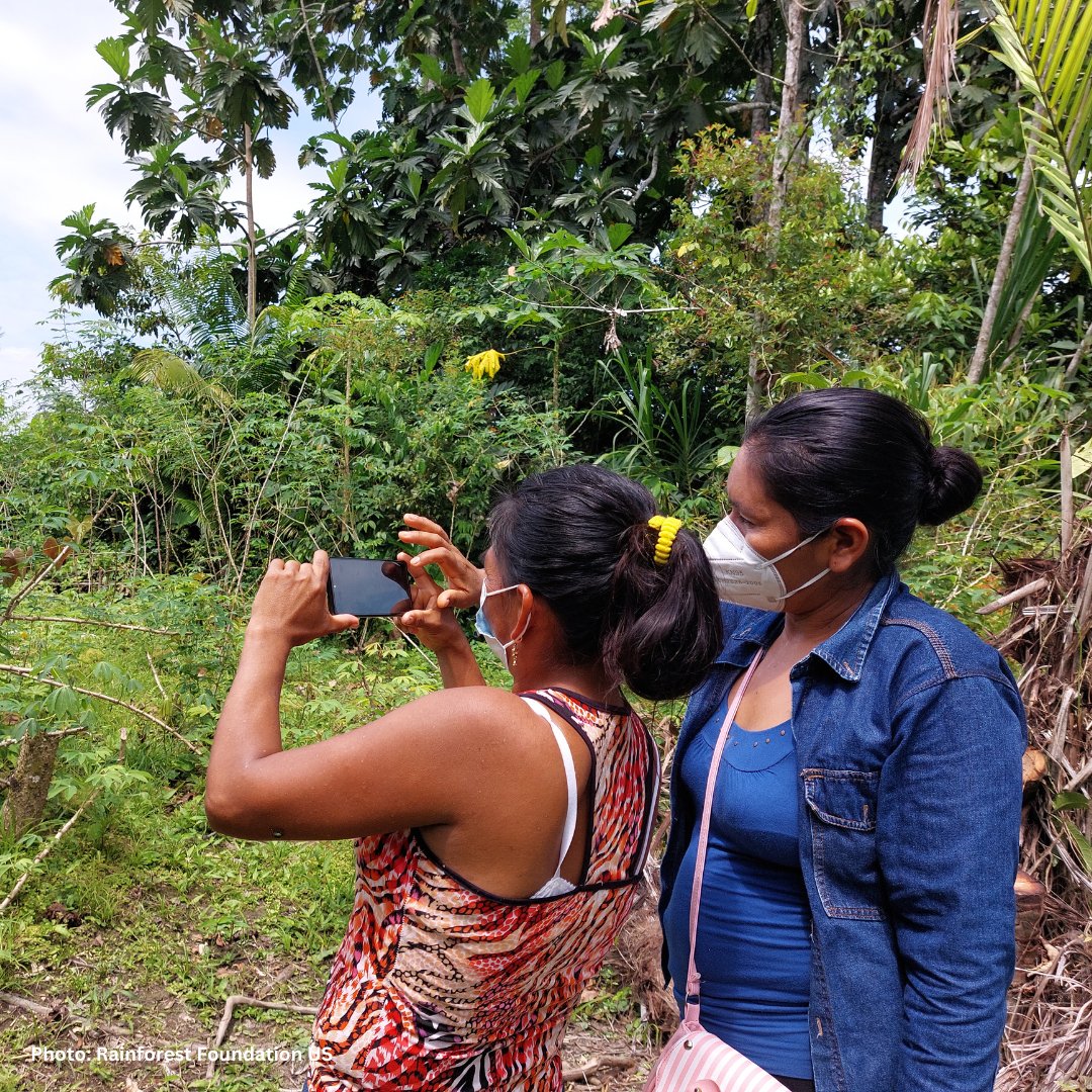Global Forest Watch tweet media