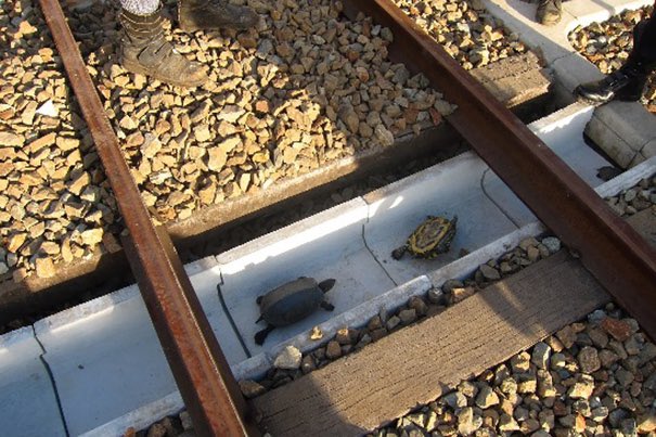 hostiledesign's tweet photo. Anti-hostile design: nature crossings allow animals to avoid getting hit by vehicles https://t.co/vwq22kRsnW