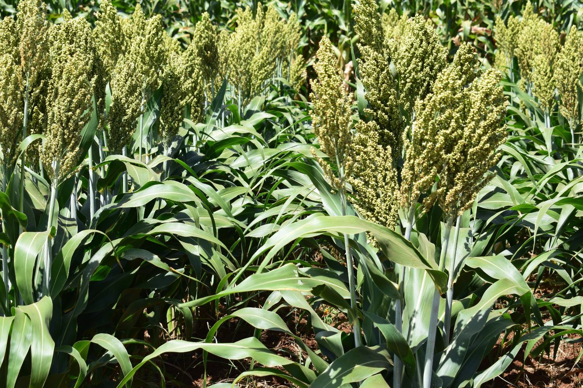 barakambolea's tweet photo. We understand the role of Sorghum in improving food  security and  have the solution to help achieve optimal yield. Baraka Standard fertilizer provides maximum nutrition to the sorghum crop, resulting in high kernel weight. This is what is happening in Meru County. https://t.co/a2B5OY5URh