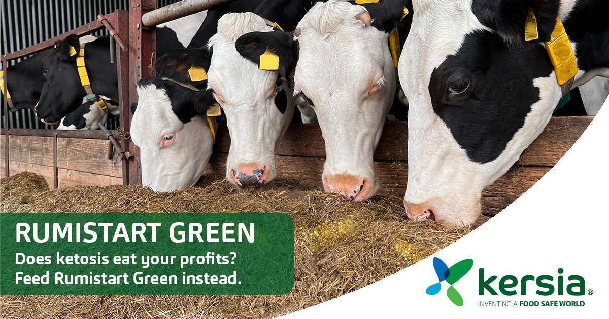 #RumistartGreen from #Kersiauk is vegetable based propylene glycol complementary liquid feed.

To find our more about the benefits it can bring to your herd, especially before #calving. Please contact your local Ruminant Area Sales Manager, or call our office on 01576 205480.