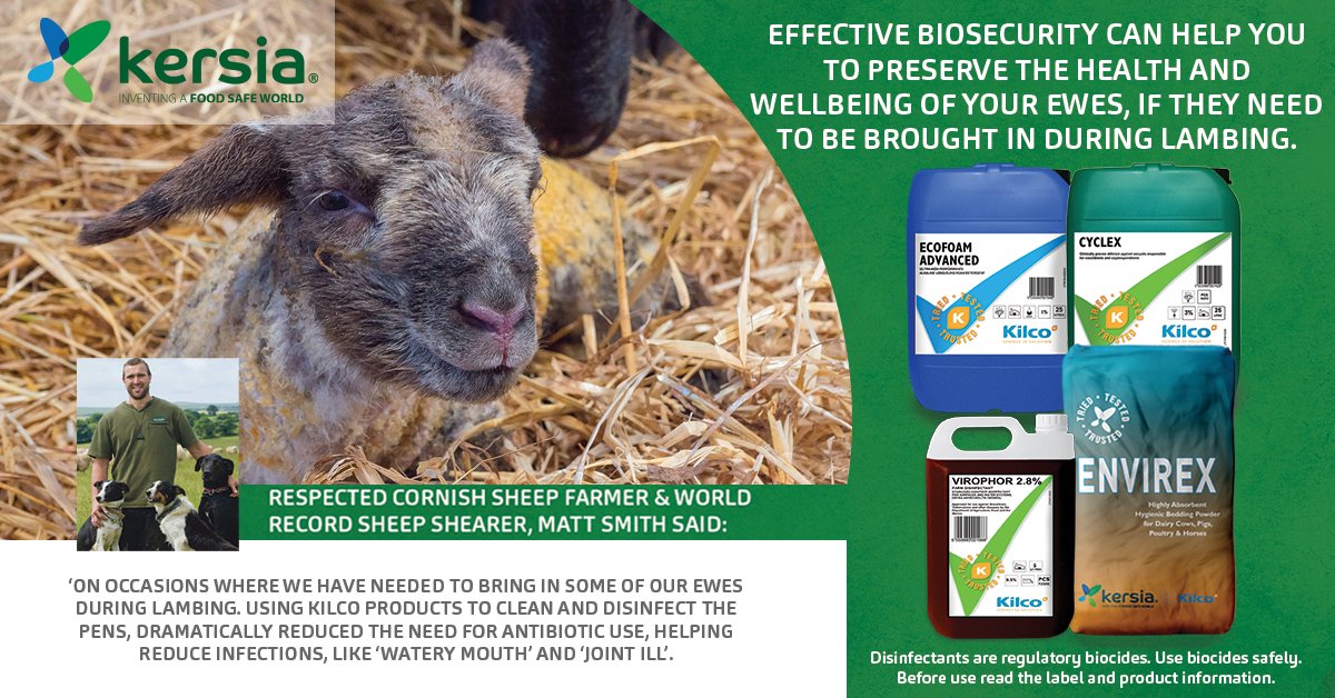 #Kersiauk knows that during #Lambing it is a stressful time for sheep farmers. More so if #Ewes need to be brought in doors.
Our effective #biosecurity programme can help newborn lambs &amp; ewes, minimise their exposure to #disease.  To find our more call us on 01576 205480.