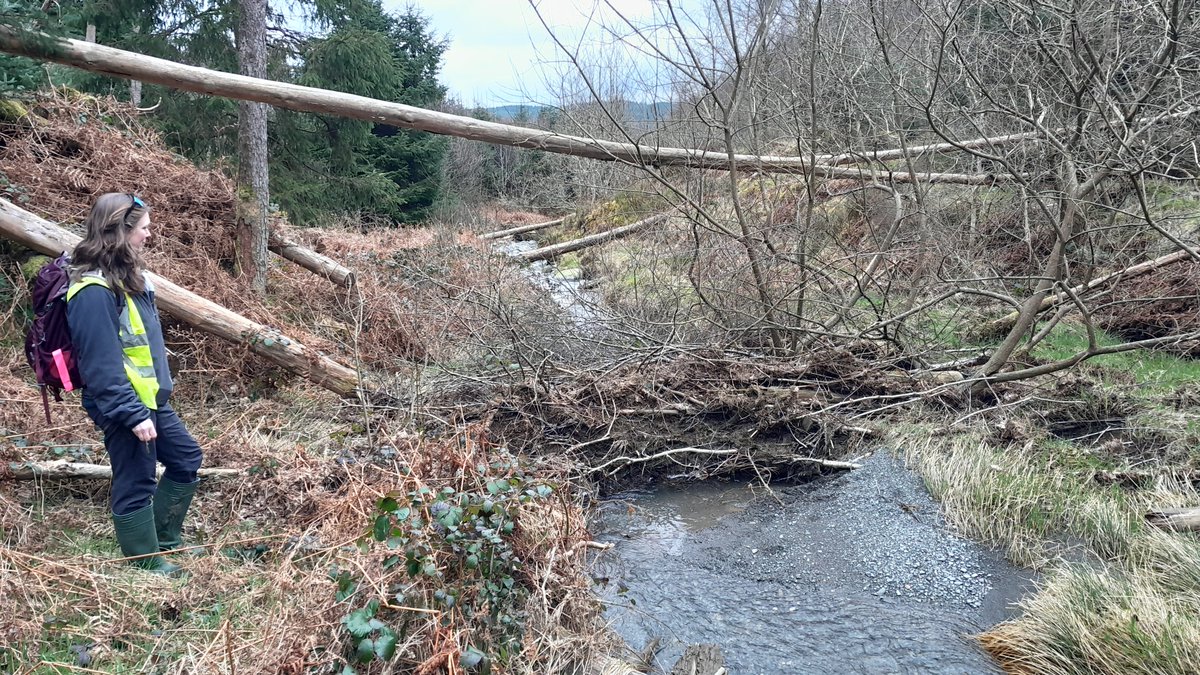 olylowe's tweet photo. More #NFM features installed on this watercourse...

Lots of brash + placed naturally (messy) + wired together &amp;/or upstream of bankside trees = very stable

No timber logs or low flow notch = no excessive scour, but still good low flow, fish &amp; sediment movement

#BrashIsBest https://t.co/jMAEkzhMxG