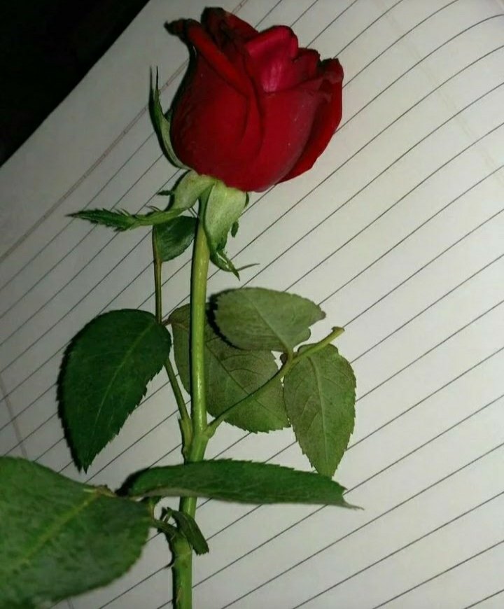 NCR1808's tweet photo. #ThursdayThoughts ππ
... And then
the time came
when the risk
to remain tight
in the bud
became
more painful
than the risk
it took to blossom. π
~Liveπ ~Love π ~Laughπ
#shorttale ... https://t.co/sa5miqaZ3e