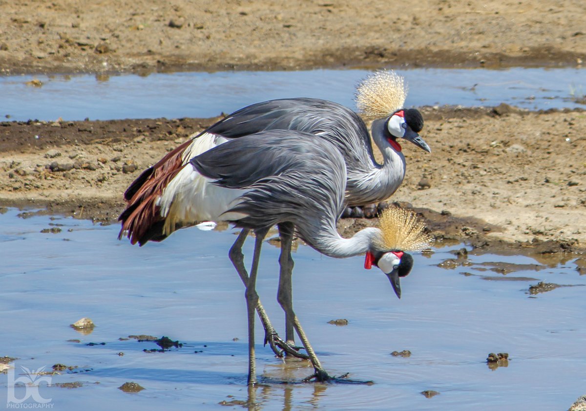 From the archives:
Grey Crowned Crane @ Mara
#two2tango 
#IndiAves 
#BBCWildlifePOTD 
#ThePhotoHour 
#natgeoindia 
#wildlifephotography 
#nikonphotography
