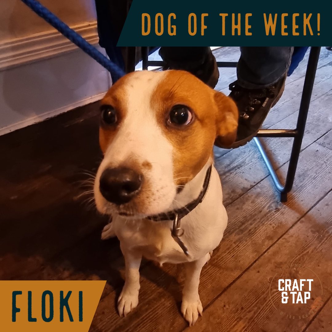 Dog of the week!! 🐶

This is the lovely little Floki, sitting patiently waiting for a treat I think. No one can say no to that face!

#ellandcraftandtap #elland #micropub #realale #realalepub #pub #beer #pubdog #dogoftheweek #dogpic