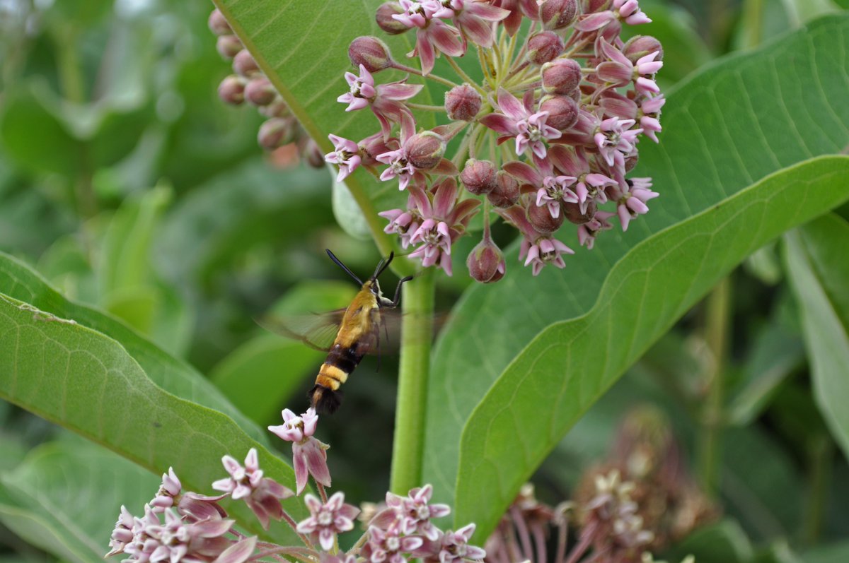 Kansas Bio Survey & Center for Ecological Research (@kuecoresearch) on Twitter photo New paper in <a href="/Ecol_Evol/">Ecology and Evolution</a> on milkweeds and plant-soil feedbacks. doi.org/10.1002/ece3.9β¦ #SoilHealth #SciComm #ecology New paper in <a href="/Ecol_Evol/">Ecology and Evolution</a> on milkweeds and plant-soil feedbacks. doi.org/10.1002/ece3.9β¦ #SoilHealth #SciComm #ecology