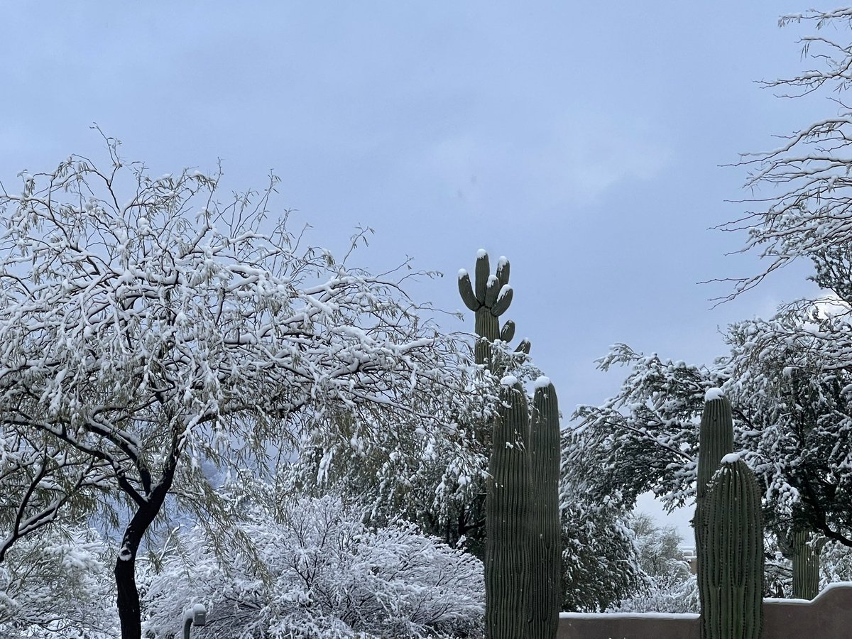 WhereIsEmily's tweet photo. Woke up to snow in desert land @whatsuptucson https://t.co/oOW3B1mhd7