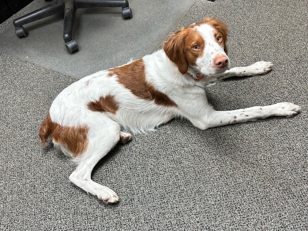 Meet Maverick! Our new office supervisor#Brittany#johnsonopstreecare