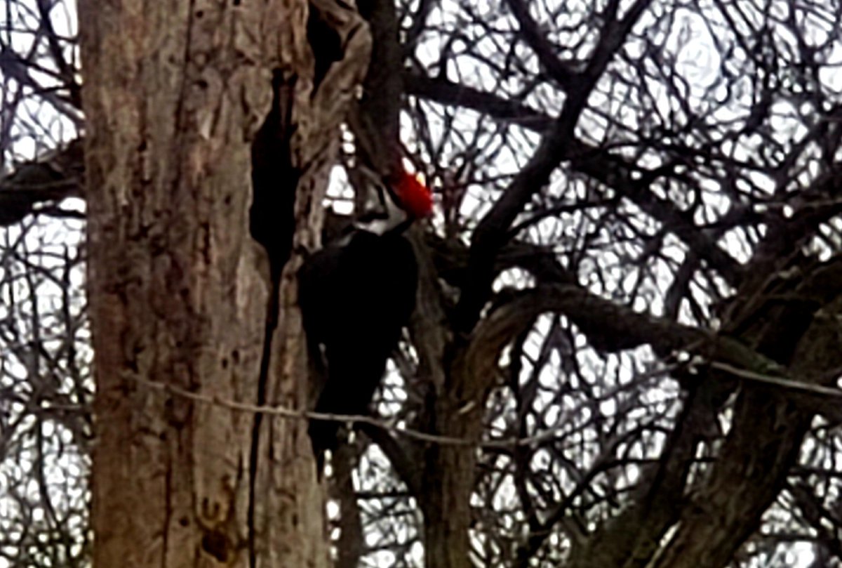 stephelkins's tweet photo. Saw my first red-winged blackbirds yesterday, heard sandhill cranes overhead, and saw this pileated woodpecker this morning. #birds https://t.co/XllGHIqbO6