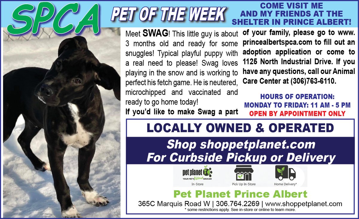 PAShopper's tweet image. SPCA - Pet of the Week
princealbertshopper.com/spca
#SPCA #PetoftheWeek #princealbertshopper