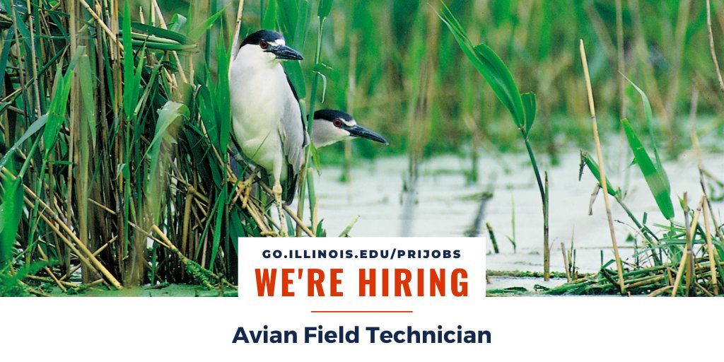 #INHS is #hiring an avian field technician to assist with ongoing #bird &amp; plant-related research! This position will be based in the Chicagoland area or Champaign, IL.

Apply by Mar. 20! ➡️ bit.ly/3YXpH6E

#ornithology #BlackBirders #WomenInSTEM @iBioIllinois