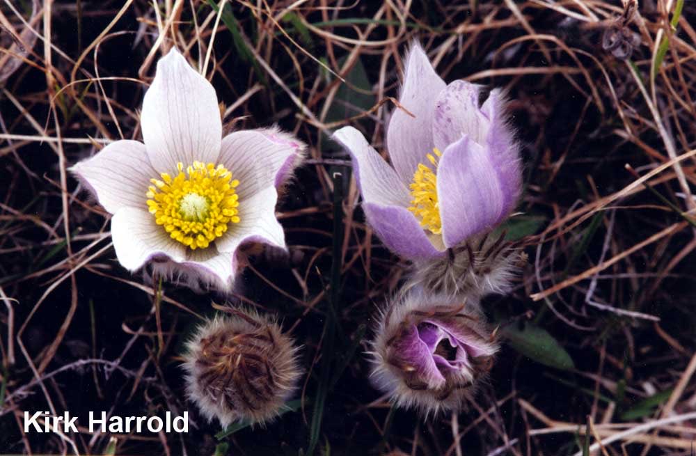 NSRVCS (@nsrvcs1) on Twitter photo Pasque flower is one of YEG’s first beloved harbingers of spring <a href="/YEGardening/">EHS Edm Hort Society</a> <a href="/rekrahcreative/">Jacinda Cote</a> <a href="/ab_primetimes/">Alberta Prime Times</a> <a href="/PlantsAlberta/">Alberta Native Plant Council</a> <a href="/landstewardship/">Land Stewardship Centre</a> <a href="/e_backstrom/">Erik Backstrom</a> <a href="/RiverValleyPark/">RiverValleyAlliance</a> <a href="/YEGRiverValley/">YEG River Valley</a> Pasque flower is one of YEG’s first beloved harbingers of spring <a href="/YEGardening/">EHS Edm Hort Society</a> <a href="/rekrahcreative/">Jacinda Cote</a> <a href="/ab_primetimes/">Alberta Prime Times</a> <a href="/PlantsAlberta/">Alberta Native Plant Council</a> <a href="/landstewardship/">Land Stewardship Centre</a> <a href="/e_backstrom/">Erik Backstrom</a> <a href="/RiverValleyPark/">RiverValleyAlliance</a> <a href="/YEGRiverValley/">YEG River Valley</a>