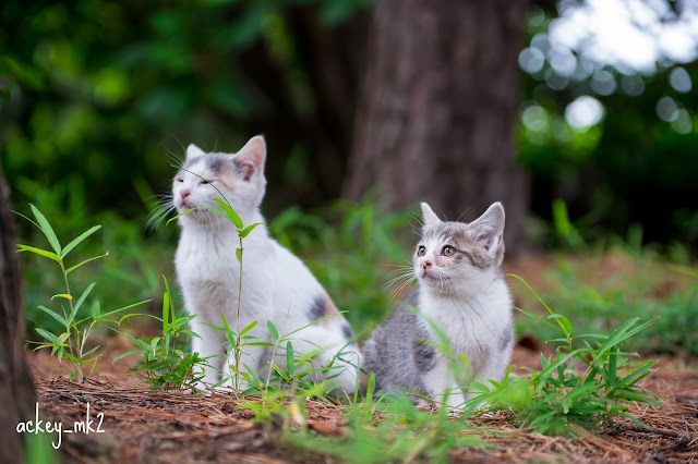 InnovativeCat22's tweet photo. ひなま���り https://t.co/Ey0vquR4k8