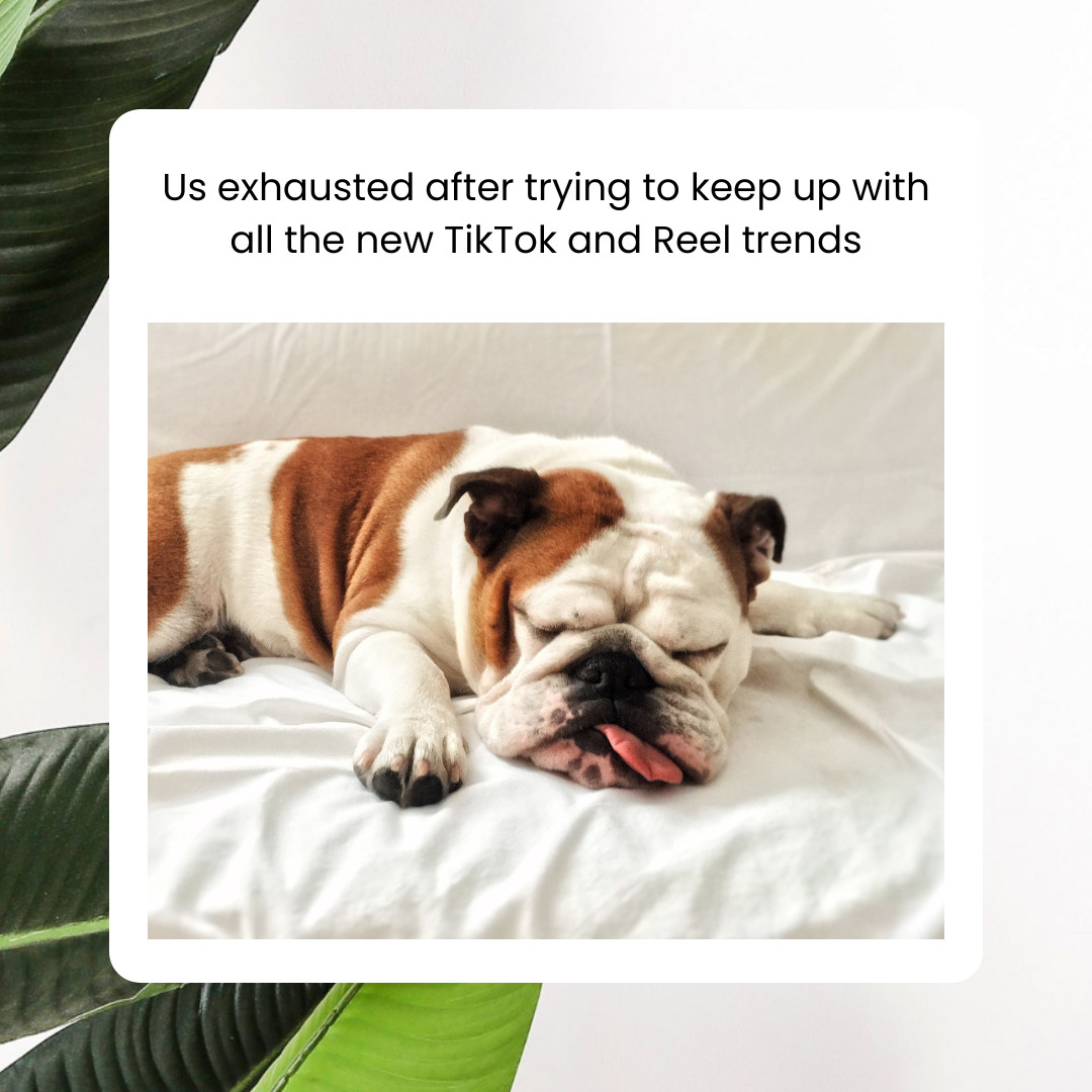 It's ruff out here 🐶

#AgencyLife #DigitalSpecialists #SocialMediaMarketing