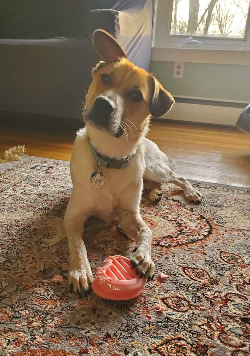 Samson is celebrating his first anniversary with his soldier and family! Happy life, handsome boy!!
#soldierssavingpuppies #puppiessavingsoldiers #PRM
