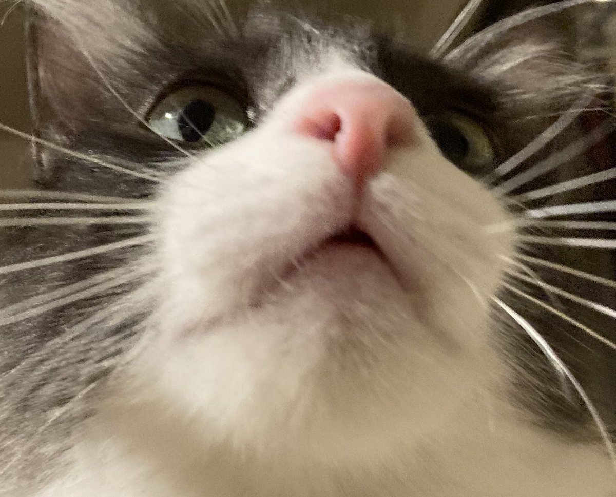 ThalizTH's tweet photo. La humana estaba bien dormida y acaba de sellar un carnet de vacunas al revés jsjs qué oso 🤡 ya que se duerma, pa’ que vacuna a las 8 am https://t.co/N0QSRg61TA