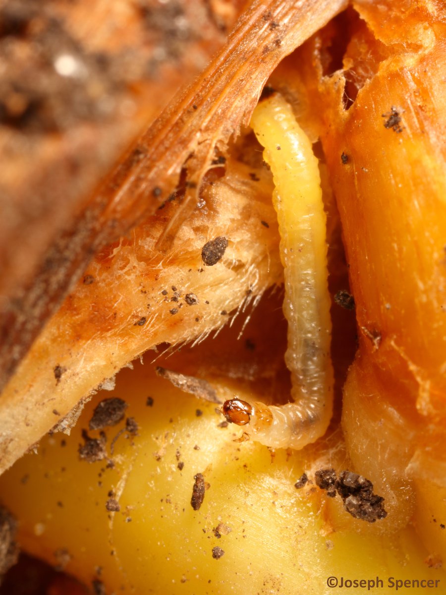 Joseph Lee Spencer tweet media