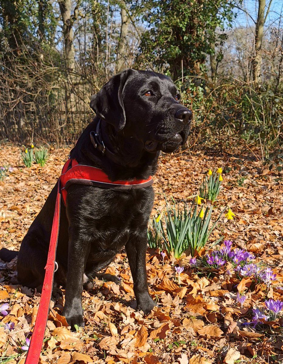 Huckgroup's tweet image. Hello Spring! Our lab support member Sammie is very happy and wishes everyone a warm and sunny spring!☀️🌼 #Huckgroup #Sammiethelabdog #labdog @radboudscience @Radboud_Uni