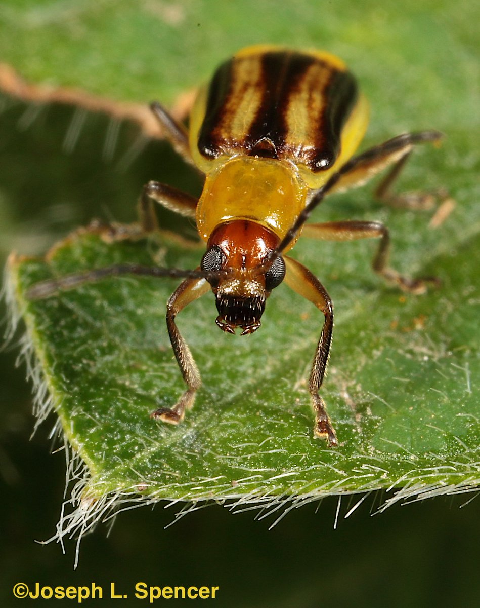 Joseph Lee Spencer tweet media