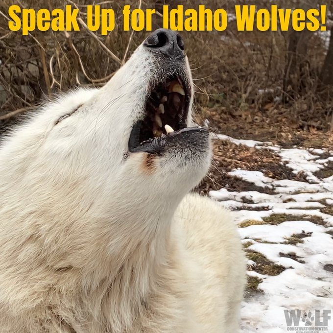 📢📢📢ACTION ALERT: Go to @nywolforg's link to add your voice to help wolves: nywolf.org/2023/02/idaho-… Do it today! #protectwolves #RelistWolves