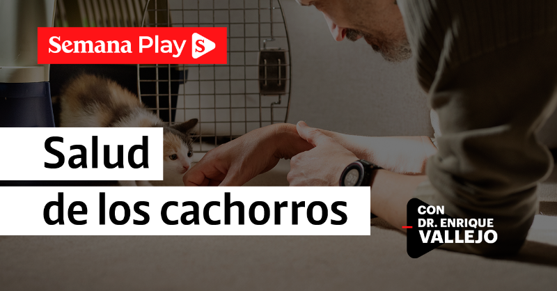 RevistaSemana's tweet photo. ¿Va a adoptar a un nuevo perro o gato? En #SaludAnimal de #SemanaPlay, conozca algunos consejos para que la llegada a casa sea segura.
#ConElAPoyo de #Heelvet