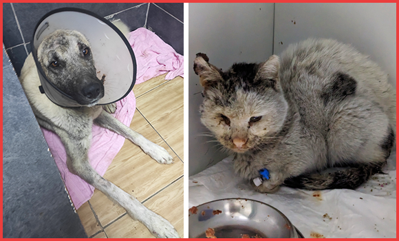 marillion13's tweet photo. DRINGEND: #Notfallhilfe für Tiere in der #Türkei (und in #Syrien, so die Helfer dahin durchkommen nach dem #Erdbeben). Wer kann, bitte spenden.
Sorry, #Sozialhilfe hier.
https://t.co/Hghx6Rxq4T
@PETADeutschland https://t.co/Ixe2i9JRhn