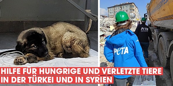 marillion13's tweet photo. DRINGEND: #Notfallhilfe für Tiere in der #Türkei (und in #Syrien, so die Helfer dahin durchkommen nach dem #Erdbeben). Wer kann, bitte spenden.
Sorry, #Sozialhilfe hier.
https://t.co/Hghx6Rxq4T
@PETADeutschland https://t.co/Ixe2i9JRhn