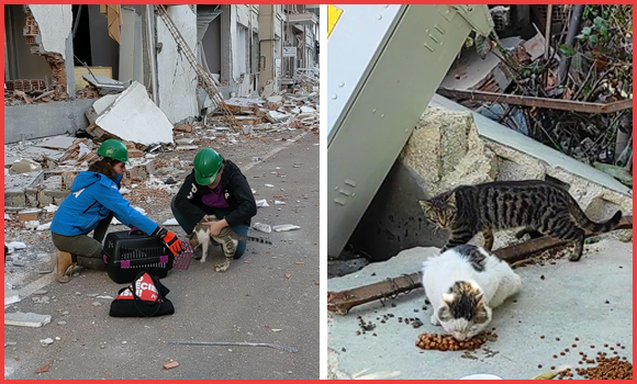 marillion13's tweet photo. DRINGEND: #Notfallhilfe für Tiere in der #Türkei (und in #Syrien, so die Helfer dahin durchkommen nach dem #Erdbeben). Wer kann, bitte spenden.
Sorry, #Sozialhilfe hier.
https://t.co/Hghx6Rxq4T
@PETADeutschland https://t.co/Ixe2i9JRhn