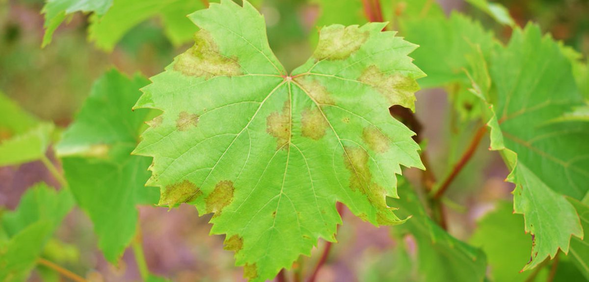 Corinne Vacher (@corinne_vacher) on Twitter photo Our #data paper describing the #microbiome of #grapevine downy mildew lesions vs healthy leaf tissues is online in <a href="/phytofrontiers/">PhytoFrontiers™</a>.
▶️apsjournals.apsnet.org/doi/10.1094/PH…
Great collab. with @PGT_Bordeaux <a href="/inrae_save/">INRAE_SAVE</a> <a href="/UMRAgroecologie/">UMRAgroecologie</a> @INRAE_BIOGECO with the support of <a href="/Vitae_Project/">VITAE (PPR-CPA) @Vitae_Project</a>. Our #data paper describing the #microbiome of #grapevine downy mildew lesions vs healthy leaf tissues is online in <a href="/phytofrontiers/">PhytoFrontiers™</a>.
▶️apsjournals.apsnet.org/doi/10.1094/PH…
Great collab. with @PGT_Bordeaux <a href="/inrae_save/">INRAE_SAVE</a> <a href="/UMRAgroecologie/">UMRAgroecologie</a> @INRAE_BIOGECO with the support of <a href="/Vitae_Project/">VITAE (PPR-CPA) @Vitae_Project</a>.