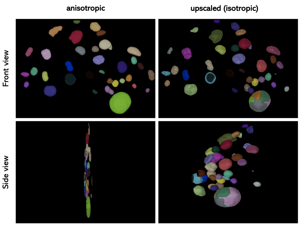 Mara Lampert (@maralampert) on Twitter photo I wrote a <a href="/focalplane_jcs/">FocalPlane</a> blog post about "Rescaling images and voxel (an)isotropy" adressing the importance of rescaling 3D image data on an example dataset provided by <a href="/biyolokum/">B. Duygu Özpolat, Ph.D.</a> (CC-BY).
I hope it's useful🔬🖥️
Feedback ❤️ly welcome!
focalplane.biologists.com/2023/03/02/res… I wrote a <a href="/focalplane_jcs/">FocalPlane</a> blog post about "Rescaling images and voxel (an)isotropy" adressing the importance of rescaling 3D image data on an example dataset provided by <a href="/biyolokum/">B. Duygu Özpolat, Ph.D.</a> (CC-BY).
I hope it's useful🔬🖥️
Feedback ❤️ly welcome!
focalplane.biologists.com/2023/03/02/res…