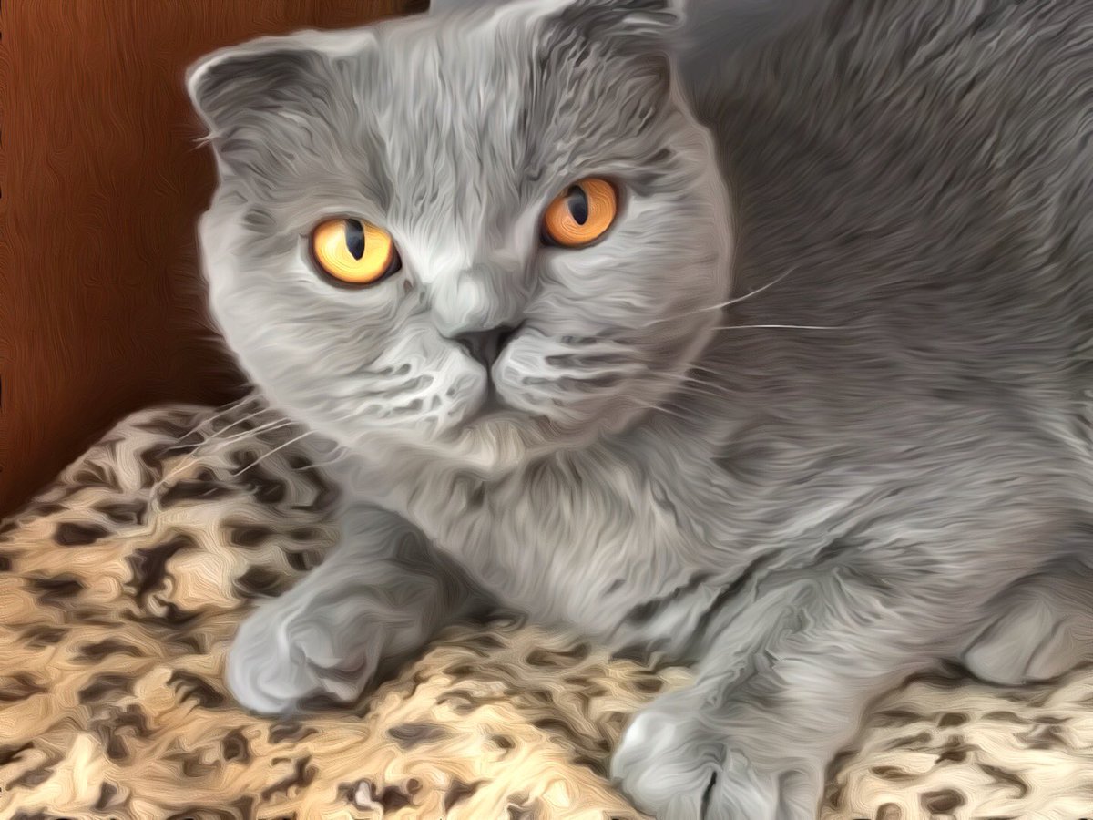 mykat_mia's tweet photo. Please help! I adopted 2 cats from #bridgesfromkuwait, a 501c3 cat rescue group rescuing cats from the streets of Kuwait &amp; Egypt. They arrive @Dulles_Airport &amp; porters are demanding exhorbitant fees to push carts of crates of these cats to the exits. Please retweet https://t.co/QaMAyo9q2z