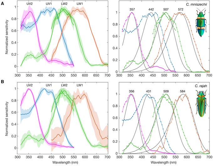 Graph of spectral sensitivities of jewel beetle opsin genes