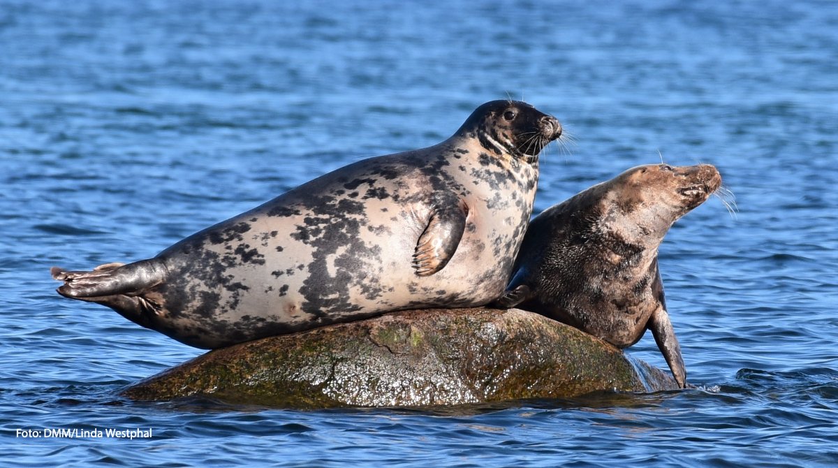 Thuenen_aktuell's tweet photo. Die Rückkehr der #Kegelrobbe an die dt. #Ostsee|küste verursacht neue Konflikte: Wie sich die Interessen von #Fischerei und #Naturschutz versöhnen lassen, wollen Stakeholder aus Fischerei, Umweltschutz, Verwaltung u. Wissenschaft heute im Nautineum Stralsund herausfinden. https://t.co/jIe8s9VAdA