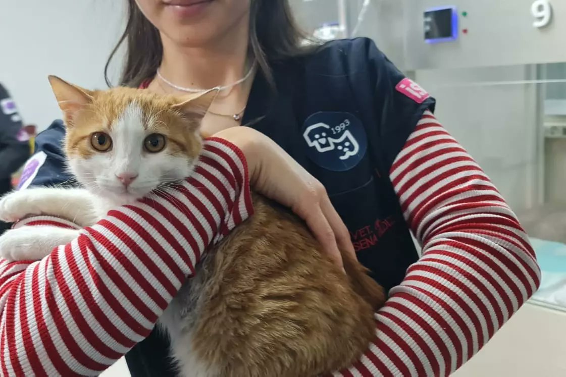 Hatay depreminden kurtarılan Kedi Hastanesi’nde tedavisi tamamlanan depremzede çocuğumuza ömürlük yuvasını arıyoruz.

🐾 4 aylık 
🐾 Erkek

Evlat edinmek için Cat Hospital Kedi Hastanesi ile iletişime geçebilirsiniz.

#sahiplenmeevlatedin