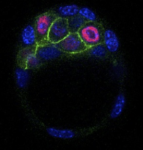 Maitre de Conférence à Clermont-Fd.
Faculty position (teaching in french, tinyurl.com/yjbkem47), with research hosted at our institute, including our team. Contact us if you wish to work with our team on early mammalian embryos or pluripotent stem cells.