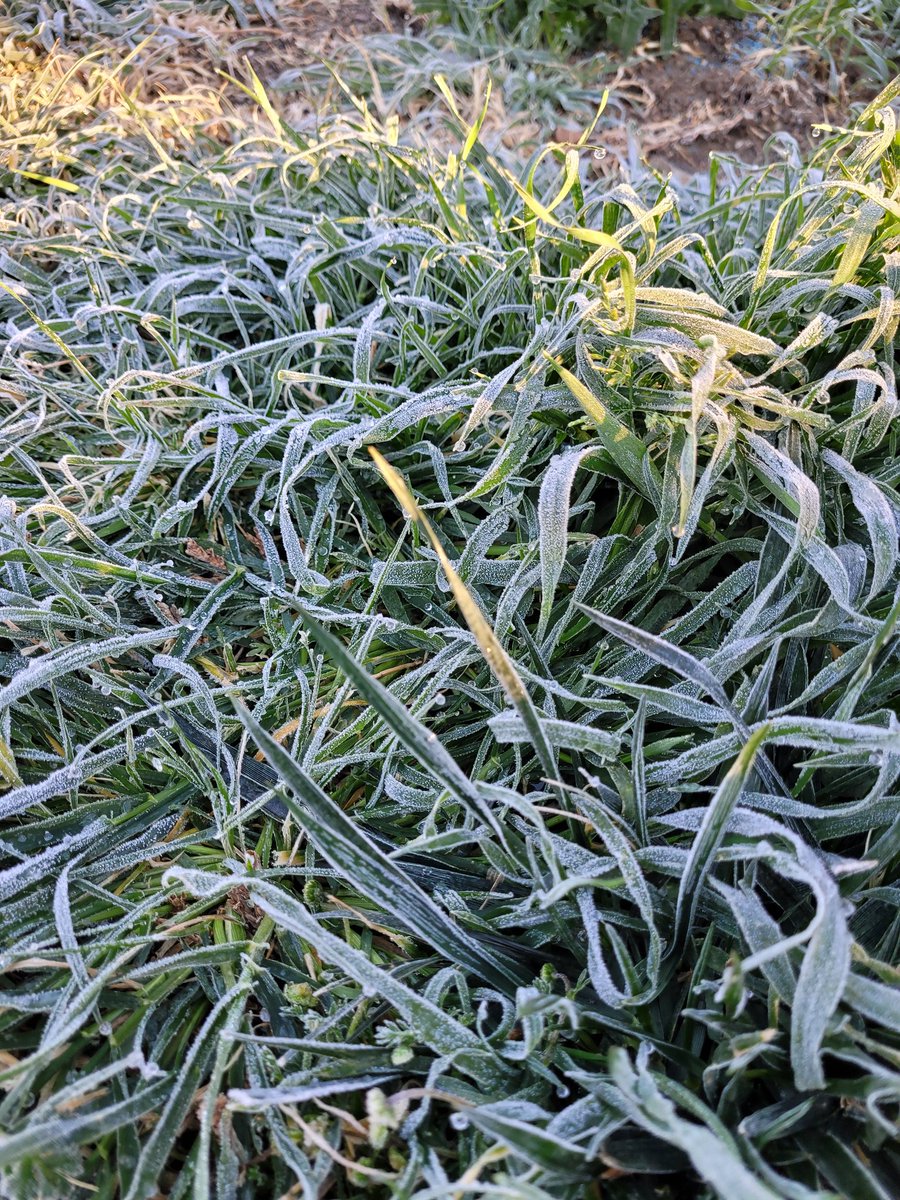KimGuim's tweet photo. A coating of ice on everything this morning. #Murrieta #CAwx #IEweather https://t.co/kavbL3XlQn