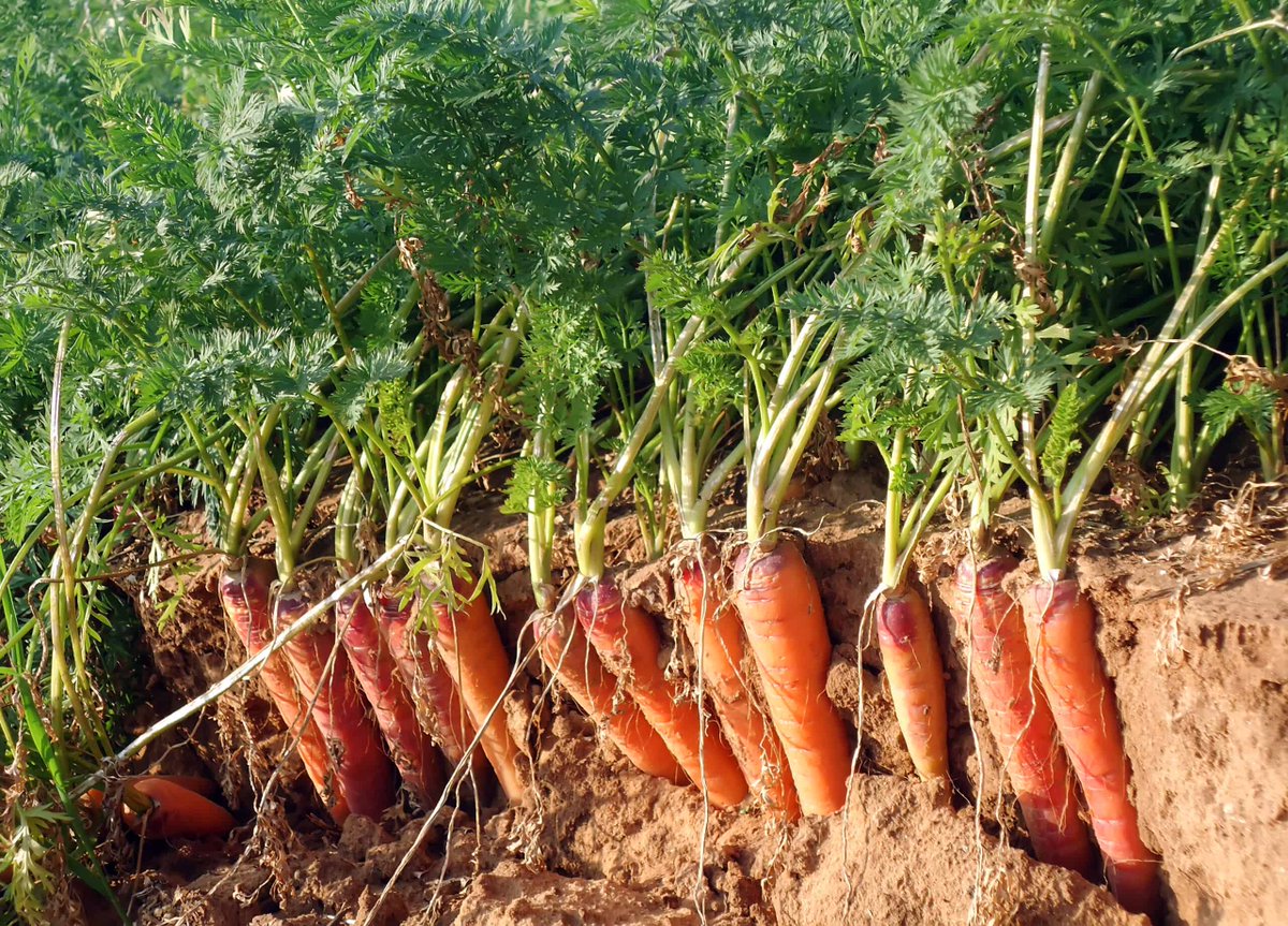 flamencobug's tweet photo. Swede Carrot Line #FarmingInFilmsOrSongs https://t.co/PsTLCoaZ1A